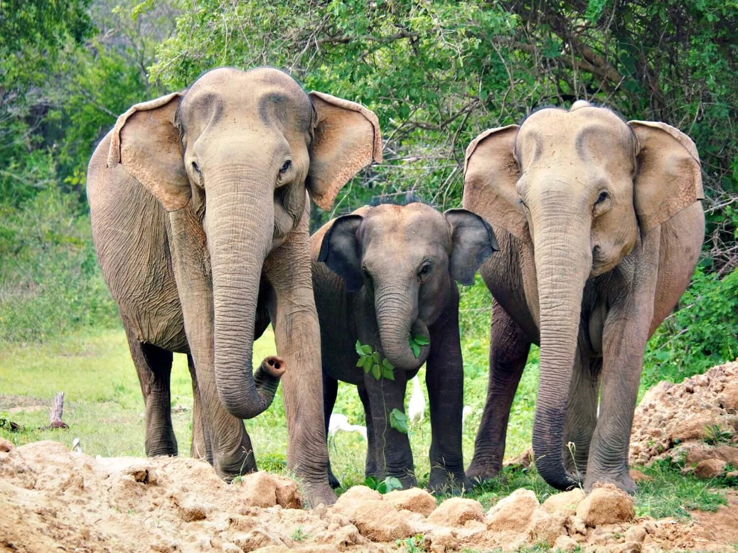 Yala Safari